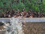 image of grave number 370833